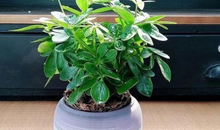 八方来财怎么养（植物八方来财怎么养）