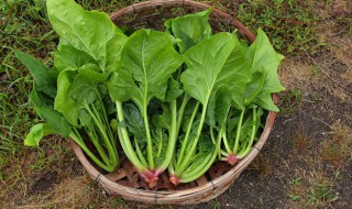 猪肝菠菜粥的做法（婴儿辅食猪肝菠菜粥的做法）