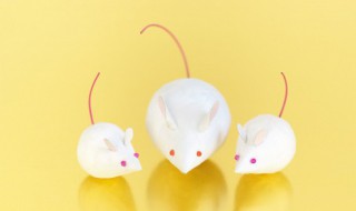 家里有老鼠怎么样才能消灭它呢（家里有老鼠如何消灭）