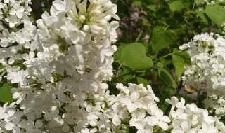 白丁香花的寓意 白丁香花的寓意与象征