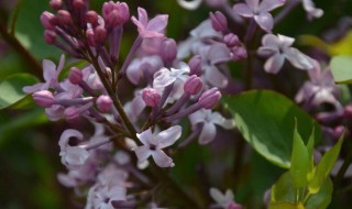 紫丁香花语和寓意（紫丁香花语和寓意老师）