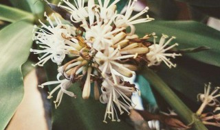 巴西幸运木开花的寓意（巴西幸运木开花会遇到最爱的人）