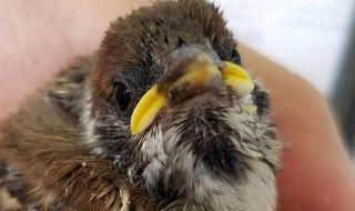 如何饲养一只小麻雀 怎么饲养一只小麻雀