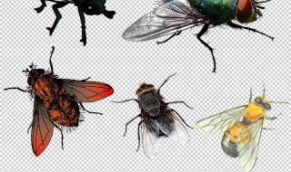 苍蝇的复眼是什么形状 苍蝇的复眼是什么形状的