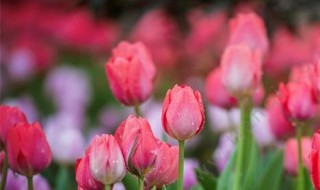 郁金香什么季节开花（郁金香什么开花时间）