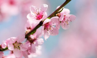 桃花什么季节开的 桃花什么季节开的最好