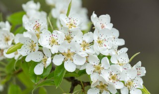 梨花什么季节开（梨花什么季节开?）