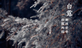 白露时节吃什么（白露时节吃什么养生）