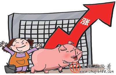 猪价飘红区域继续扩大 猪价下滑引关注