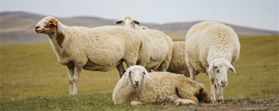 羊圈灯开一夜对羊有好处吗 羊圈晚上用亮灯对羊有影响吗
