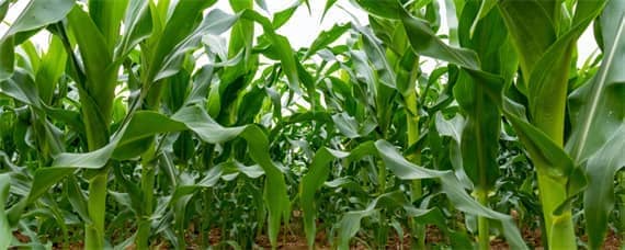 新型玉米套种大豆的种植方式 新型玉米套种大豆的种植方式存在的问题