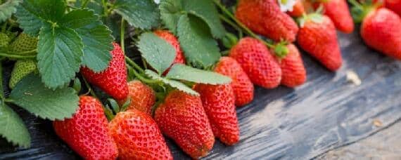 草莓适合什么土壤环境（草莓适合什么环境种植）