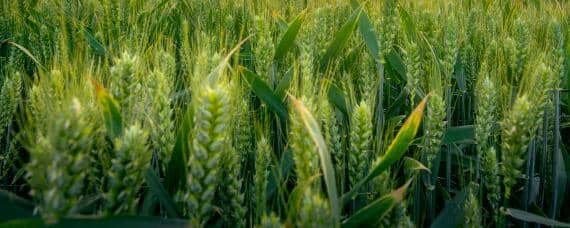 小麦适合什么土壤中生长 最适合小麦生长的土壤是什么