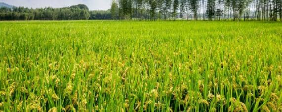 水稻适合什么土壤
