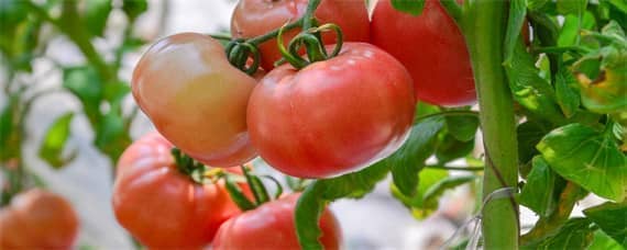 西红柿什么时候掐尖方法 西红柿需要掐尖吗?