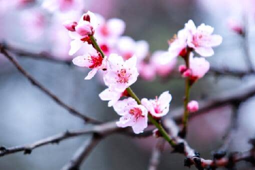 桃花的花期通常在几月（桃花的花期通常在几月份）