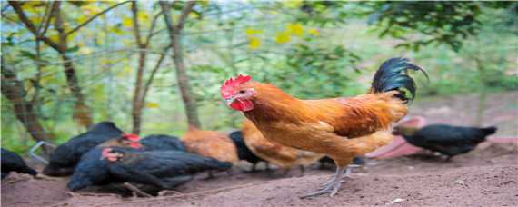 春季鸡病的防治 秋季鸡病防治
