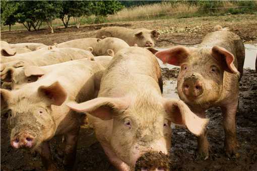 养猪场产生的粪便怎么处理