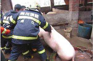 四川村民为救猪跳下粪坑中毒身亡（猪掉入化粪池身亡）