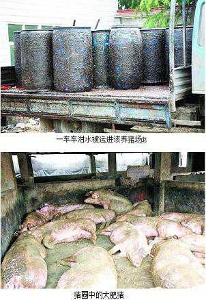 三百多头“泔水猪”秘密养殖 10000头猪养猪场废水处理
