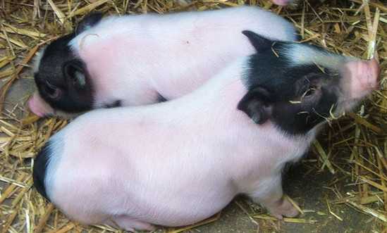湖南石门“巴马香猪”实施放养模式 湖南巴马香猪养殖基地