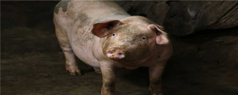 非洲猪瘟保育猪会发病吗（保育猪会感染非洲猪瘟吗）
