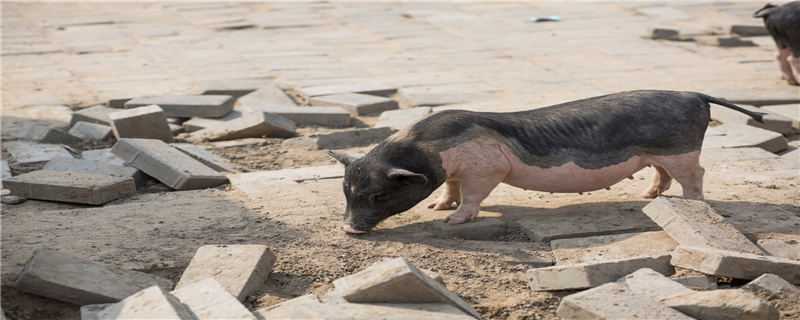 非洲猪瘟发烧几天死亡