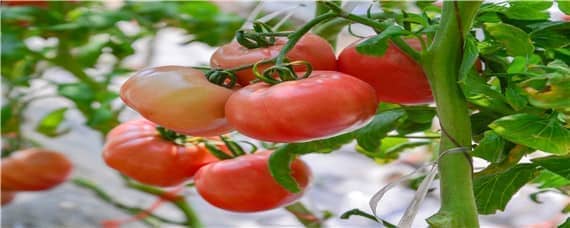 西红柿家里阳台种植怎么授粉 室内盆栽西红柿怎么授粉