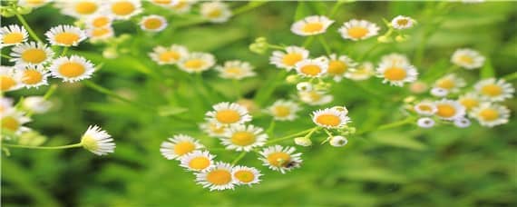 菊花小苗什么时候打顶（菊花小苗需要打顶吗）