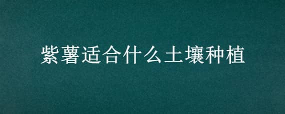 紫薯适合什么土壤种植 紫薯适合哪里种植