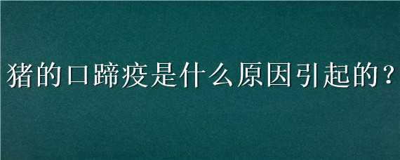 猪的口蹄疫是什么原因引起的（猪的口蹄疫的症状）