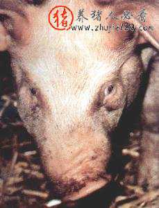 什么是猪萎缩性鼻炎（猪鼻炎和萎缩鼻炎的区别）
