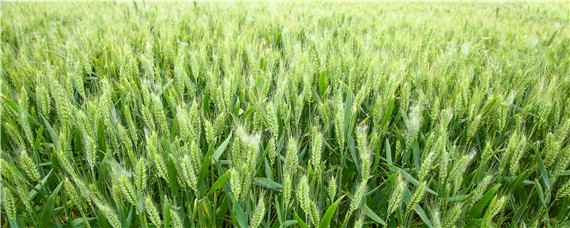 11月种小麦每亩用多少种子 十月份种小麦用多少斤种子