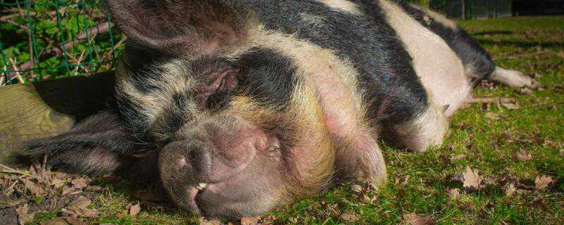 猪得了非洲猪瘟的症状是什么样的 非洲猪瘟的猪有什么症状