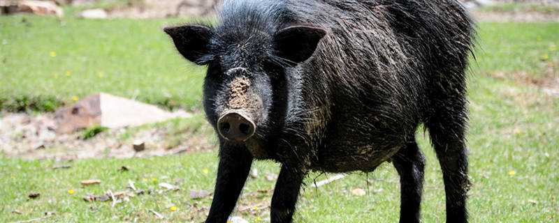 母猪猪瘟什么症状 母猪猪瘟什么症状图片