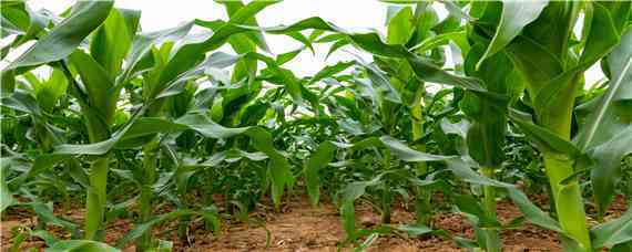 强系8178玉米种子特征 强系8178玉米种子简介
