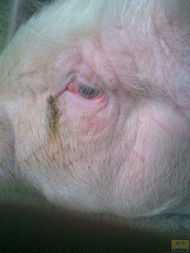 猪病诊断从猪眼睛辨别（如何识别猪病）