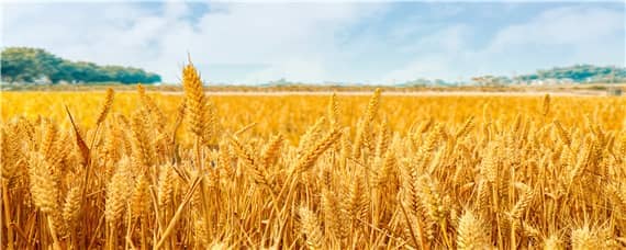 农作物两年三熟轮作的核心作物是 农作物两年三熟轮作的核心作物是_______A水稻