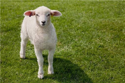 常见羊肉种类有哪些