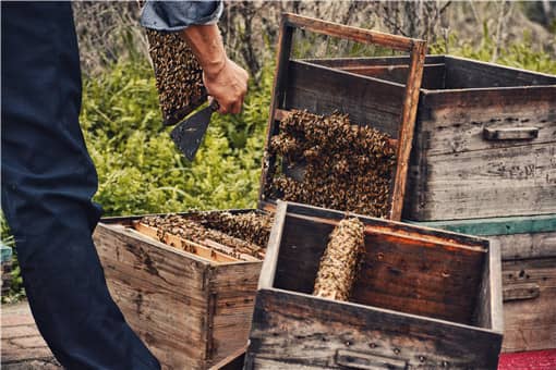 适合北方养殖蜜蜂品种有哪些