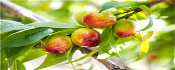 桃树追肥时间 桃树追肥时间和方法
