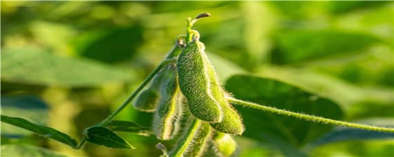 黄豆种植过程记录