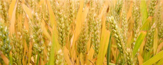 存麦12号麦种的介绍 存麦20小麦种简介