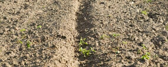 使用哪种氮肥最易引起土壤板结 能使土壤酸化板结的氮肥是什么