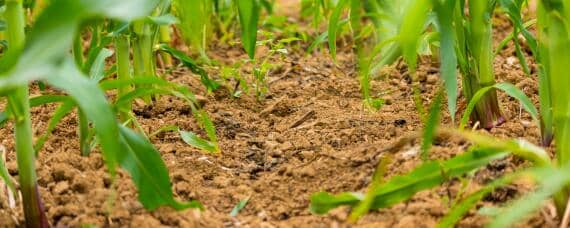 播种玉米时如何施肥只施一种肥配合施肥