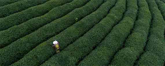 生态有机茶叶品质形成的关键技术（有机茶叶的种植与管理技术）