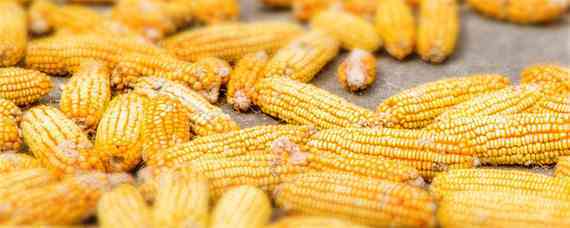 金北516玉米品种国审 金北516玉米品种国审多少钱一斤