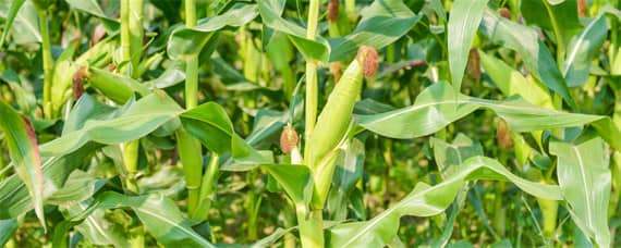 强育v857玉米品种介绍 玉米品种