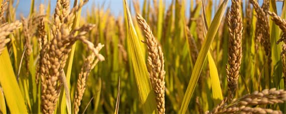 水稻种植技术与管理 直播水稻种植技术与管理