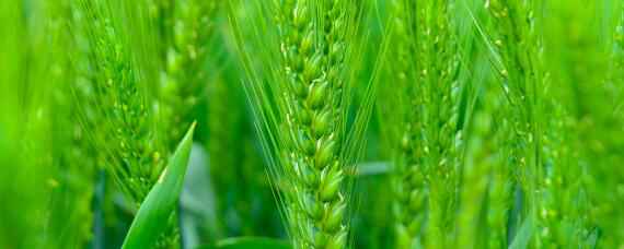 郑麦1860小麦品种介绍 郑麦1860小麦品种介绍有多高?